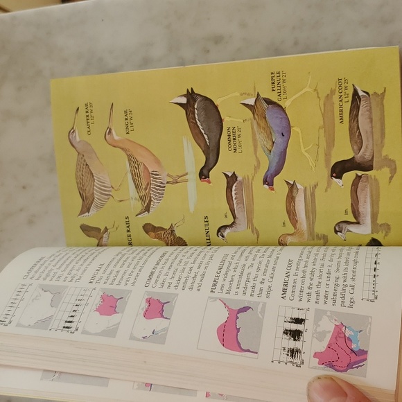 Birds Of North America Golden Guide Book - Picture 4 of 5